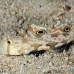 goby_spot_twin_res_kb_h_0298_png0969.jpg